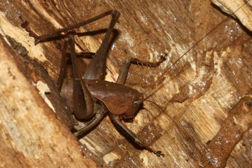 Réf. 312 285 : Thyreonotus corsicus corsicus